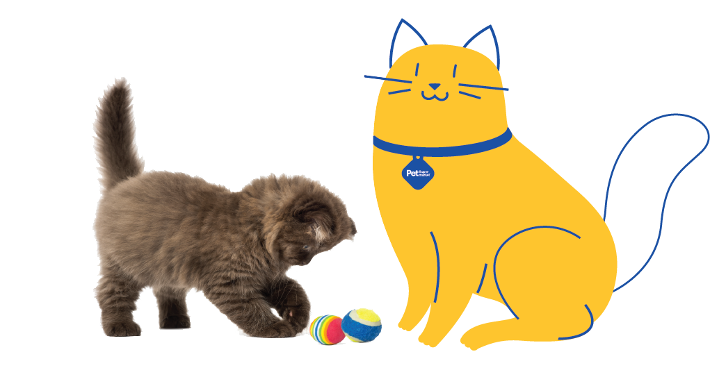 Pet supermarket cats new arrivals